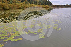 Water lily pads on the Ibm lake, or Heratinger lake, in Upper Austria, in autumn.